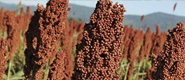 Precio sorgo pizarra